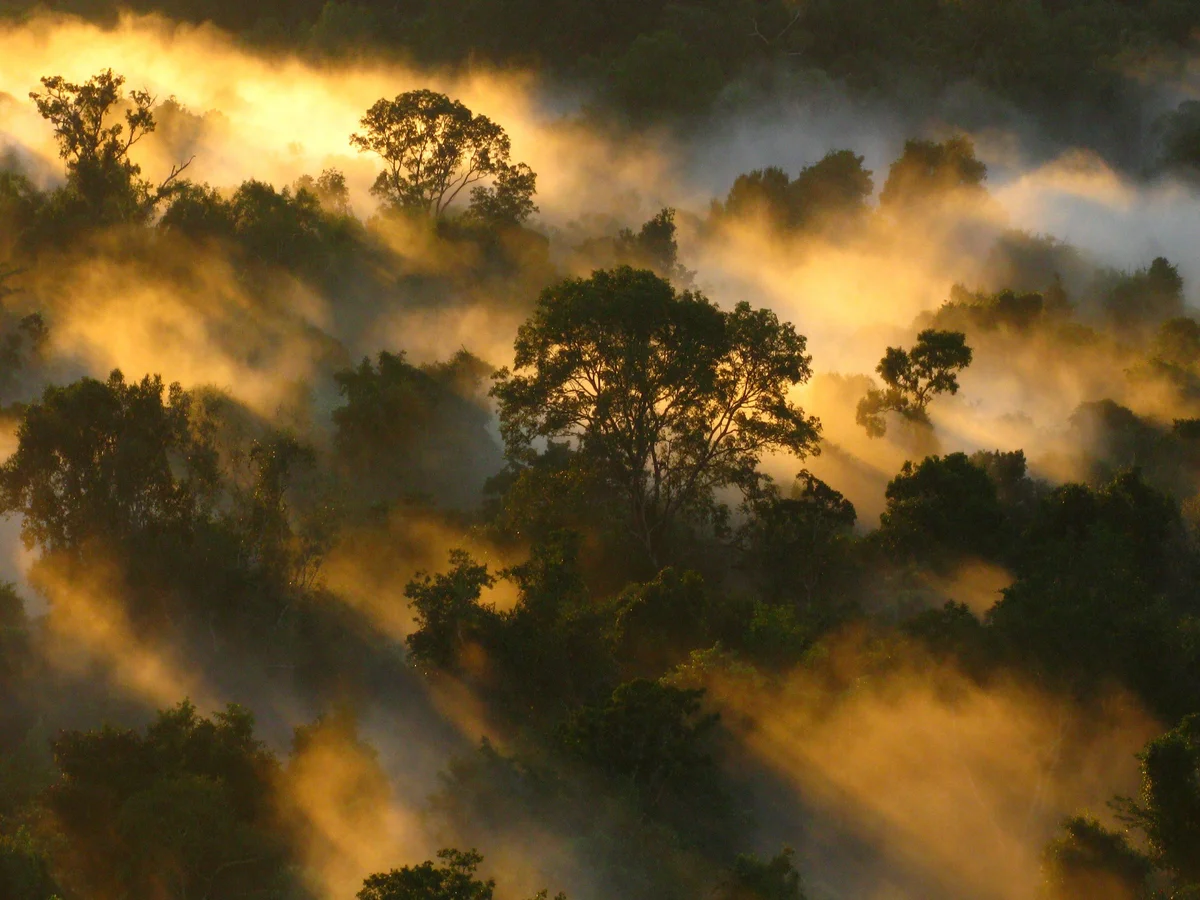 Intact canopy