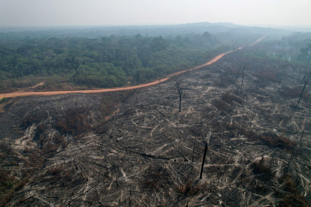 Forest fires