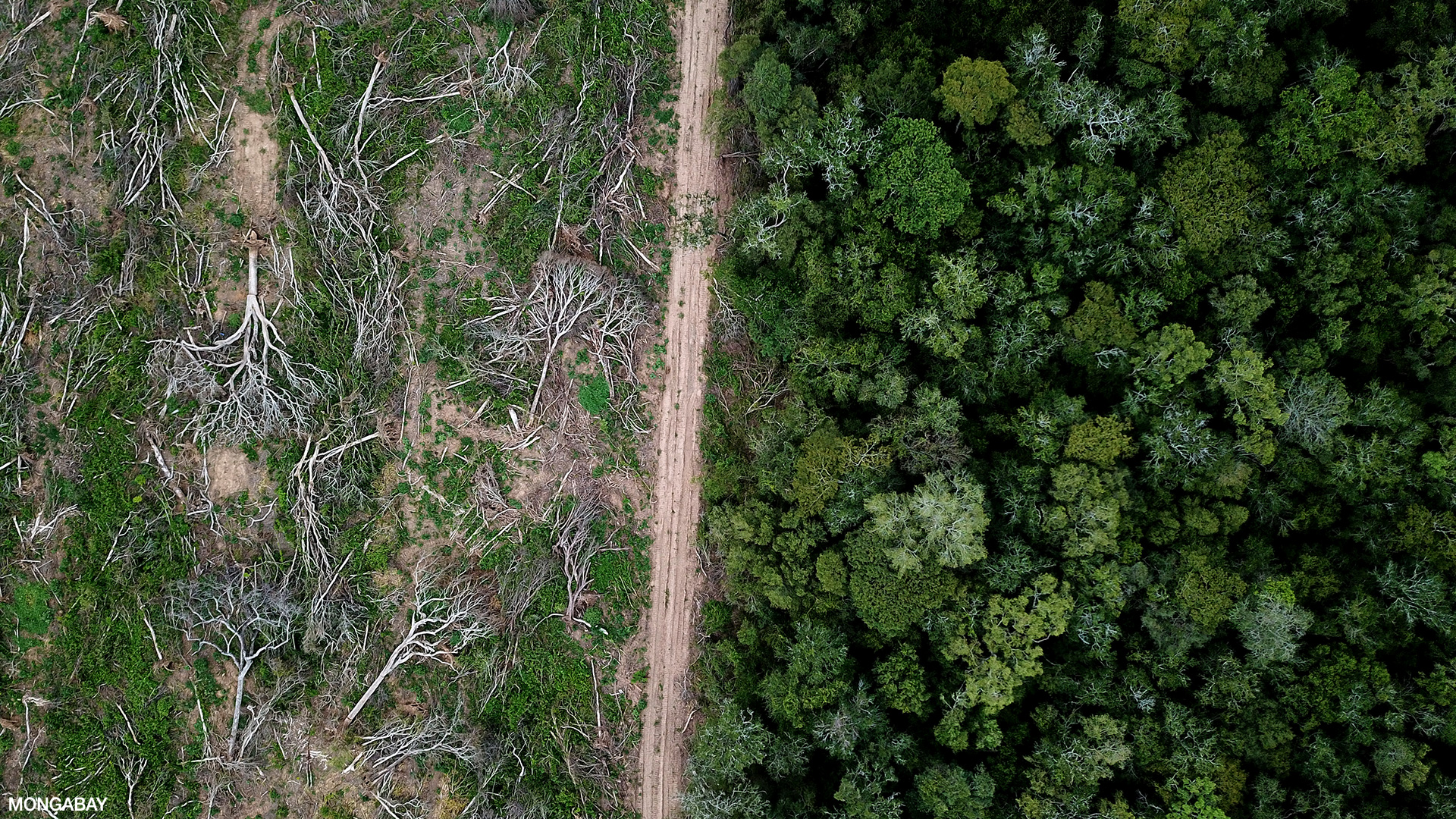 Clear-cut and roads