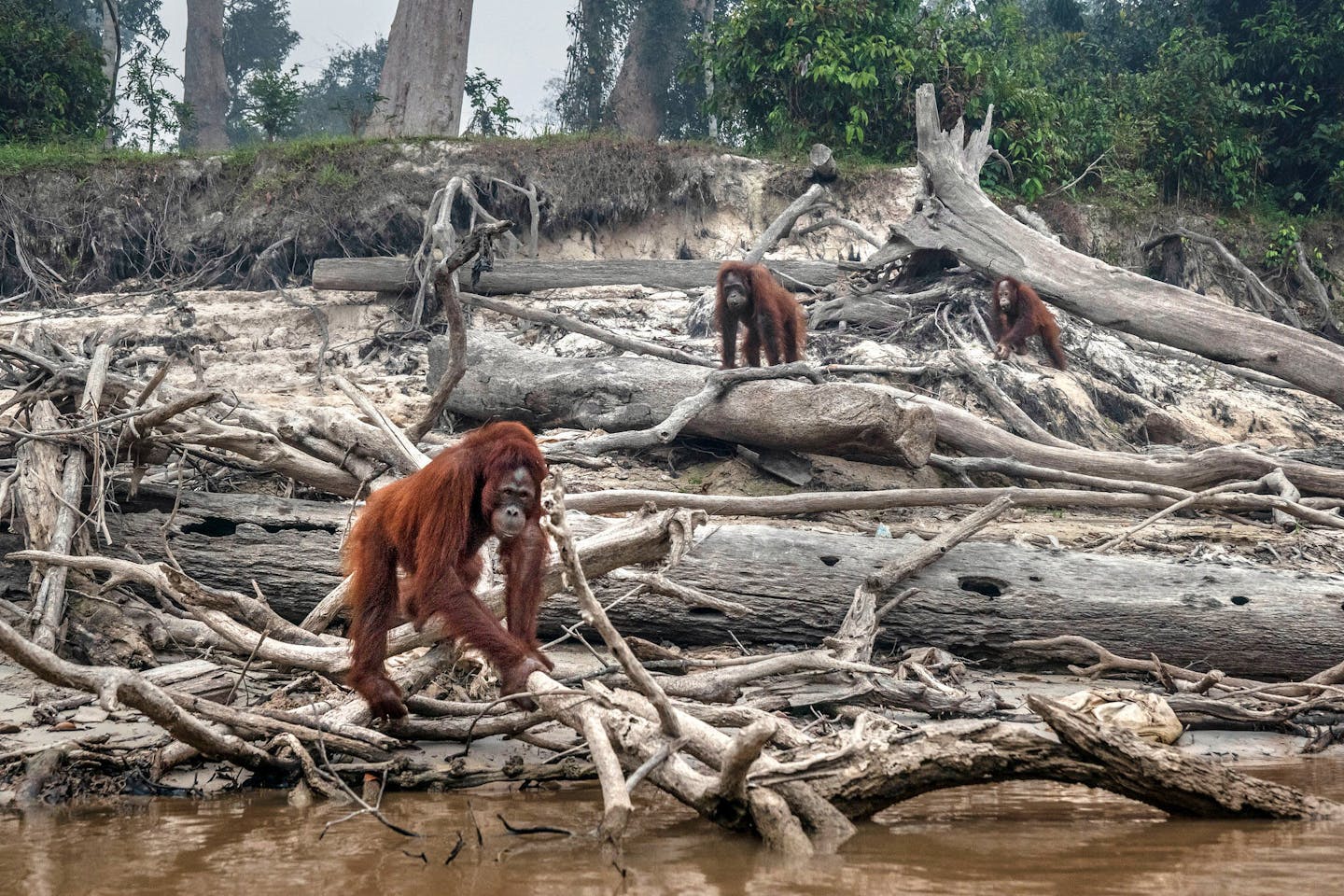 Threatened biodiversity